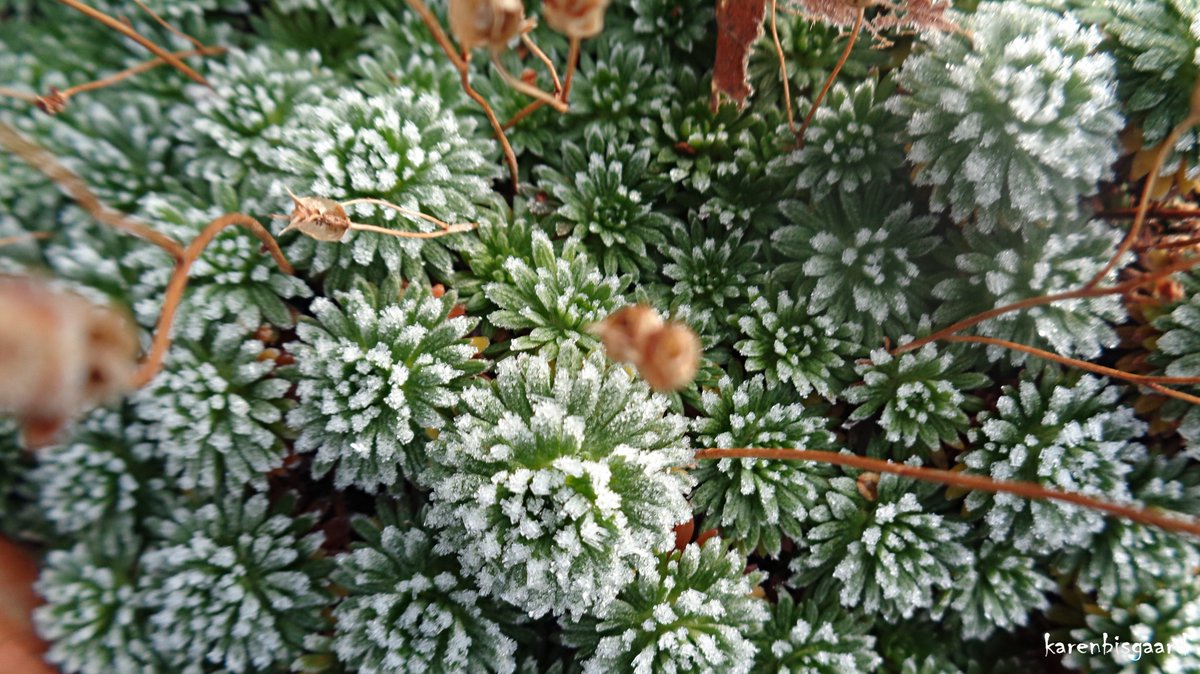 KarenBisgaard1's tweet photo. https://t.co/g4q235RESr
#saxifraga #gardenplant #stonebed #winter2021 https://t.co/SlQvSjelZS