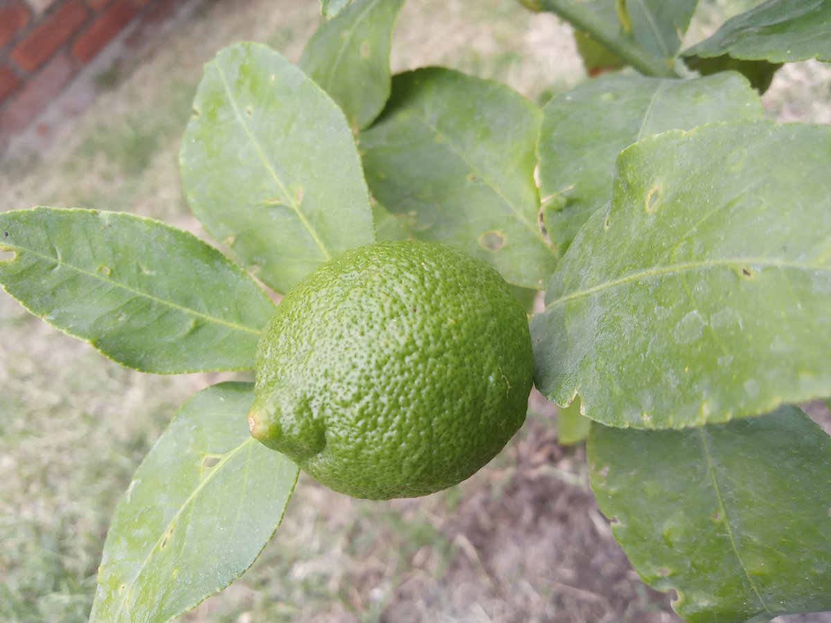 WillkakutiSR's tweet image. #Willkakuti recomienda tener tu propio árbol de #limón .
🍋Es un árbol que necesita luz y humedad,   
🍋No tolera el frío y el viento; en invierno se recomienda cubrirlo .

#programadeautonomiaalimentaria
#plandeemergenciaalimentaria 
#tumunicipio