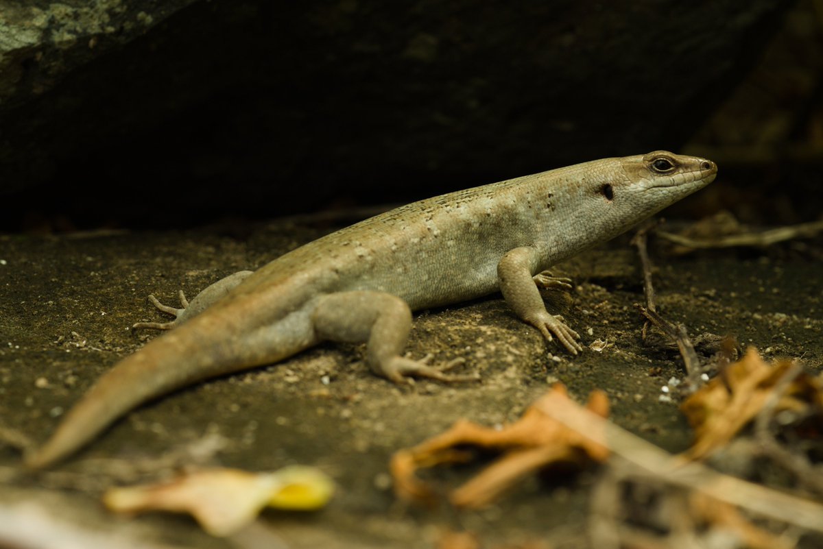 MaximumInsect's tweet photo. Wahooo! After a very odd and challenging year, I'm tremendously happy to see this in Early View! These adorable and *highly curious* skinks consumed introduced taxa very frequently, but there's more to the story...

https://t.co/yWLvJ1evr9 https://t.co/pTiBDWqRKW
