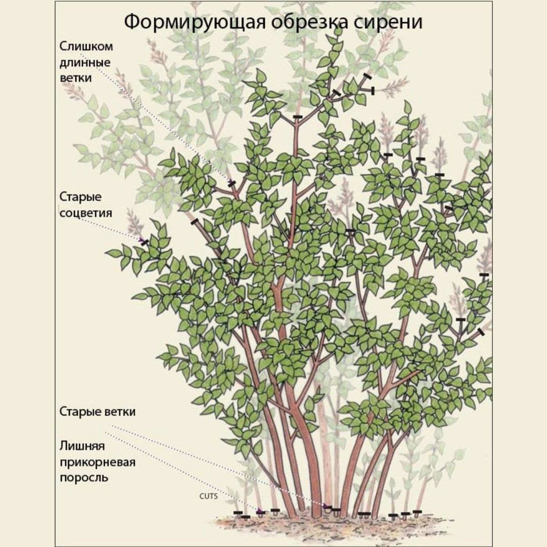 Обрезанные кусты сирени