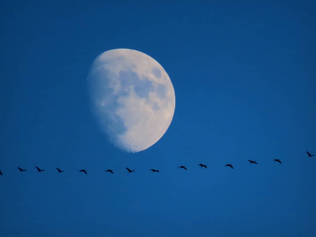 MosamoWorld's tweet photo. #migratory #birds together with the #moon.
https://t.co/P7mr1wqPsl

#nature #Airdrop #BSC #Bitcoin #Binance #BiggBoss15 #nftart #NFTs #NoMore #NFTCommunity #Hawkeye #KaranKundrra #KaranIsTheBoss #KateBishop #TejasswiIsTheBoss #TejasswiPrakash #China #GRAMMYs #Ethereum #ETH #مصر https://t.co/uI7bDl7dTy