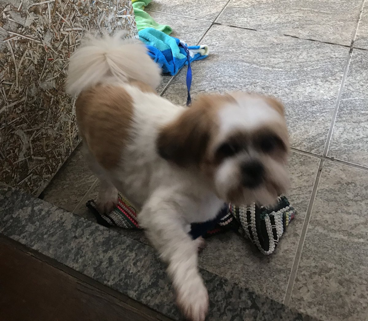 nico_bored's tweet photo. gente eu soube que a @anaclaravna não estava cuidando bem do seu xitsu ent capturei ele pra mim. (acho que ele tá se divertindo https://t.co/ws3Bigq37e