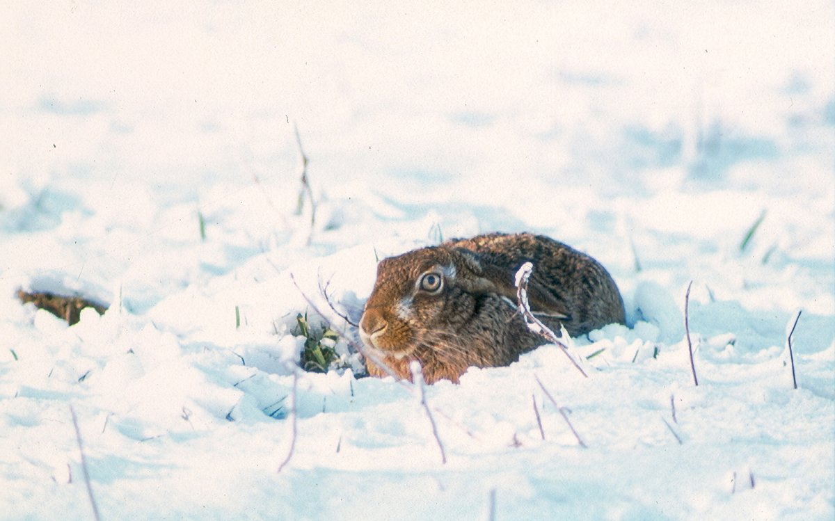 Flappie: achteruitgang sinds eerste kerstdag 1961

Het was eerste kerstdag 1961 wij weten het nog goed… Sinds 1961, of eigenlijk sinds 1950, gaat het niet goed met de wilde flappies: de hazen en konijnen in Nederland. 

Lees het verhaal over Flappie op:
zoogdiervereniging.nl/nieuws/2021/fl…