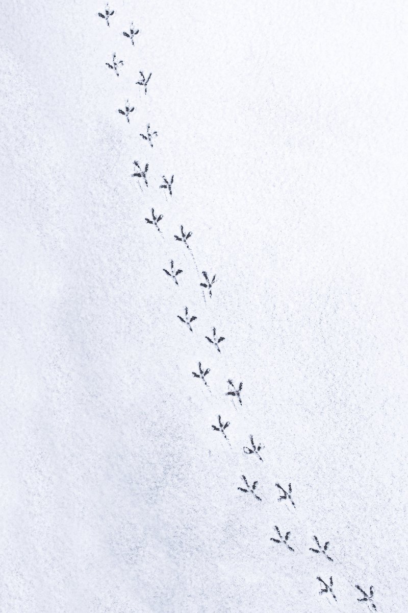 Namens alle medewerkers van Agromix wensen wij iedereen fijne #feestdagen en een gelukkig &amp; gezond 2022!👋🐥