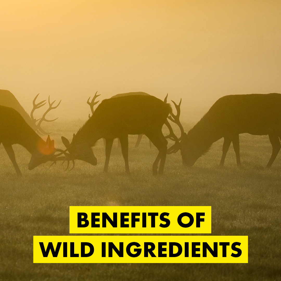 We love sourcing Wild ingredients for our recipes, and will only ever use Wild or Organic. Our wild-caught deer live in their natural environment in Germany, whilst the sprats and herring we use herald from the Baltic Sea.

Find our full range here →  gorocketo.com/products/