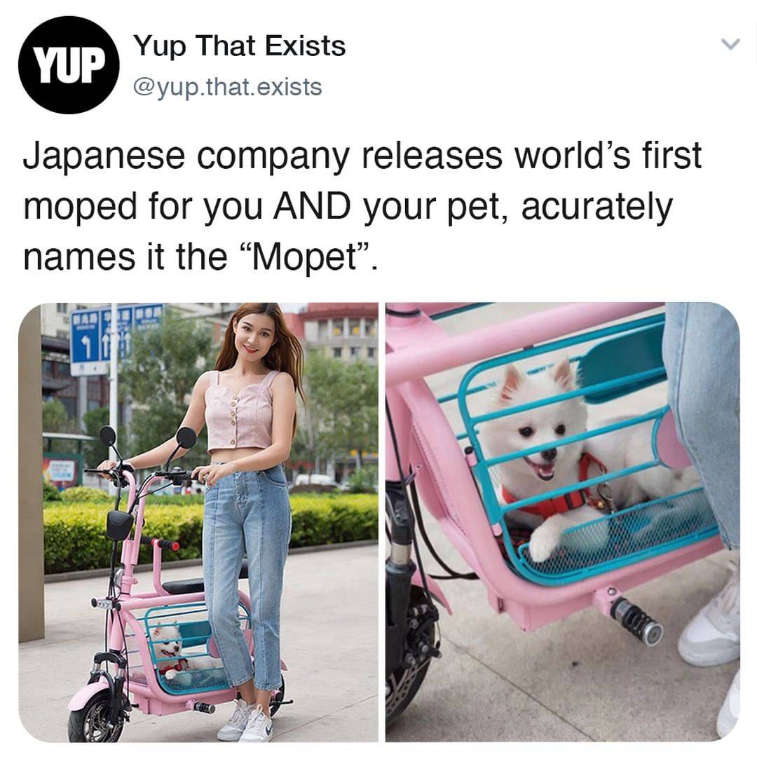 vetswithpets00's tweet photo. The #Japanese Have Invented A #Pet-Friendly E-Bike Called A #Mopet, And It's Going To Make Their #Transportation Much Easier 

https://t.co/y59TsQlqZj
#dogowners #dogs #doglovers https://t.co/3baZ8Ym08q