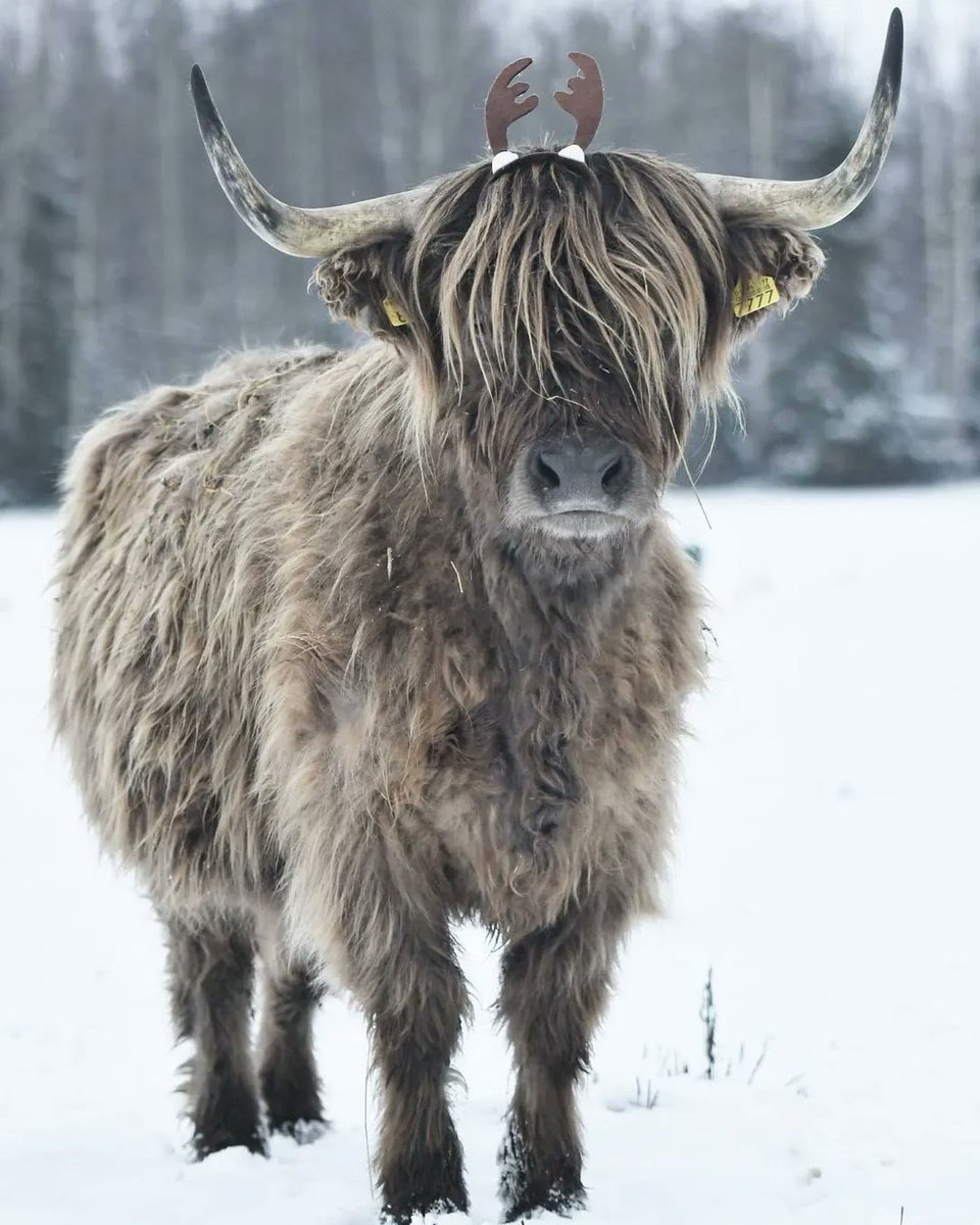 Cow Vibes Only (@cowvibesonly) on Twitter photo 