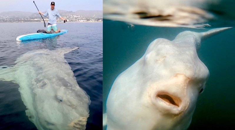 conexaoplaneta's tweet photo. #Peixelua gigante, um dos maiores já vistos, surpreende atletas em Laguna Beach, Califórnia https://t.co/DqsFllYorr Já pensou encontrar um peixão esquisito e manso, de cerca de 3 metros de comprimento, tão próximo da costa, nadando ao redor de sua prancha, assim? 😮💙🐟 https://t.co/UoFW92ztRT