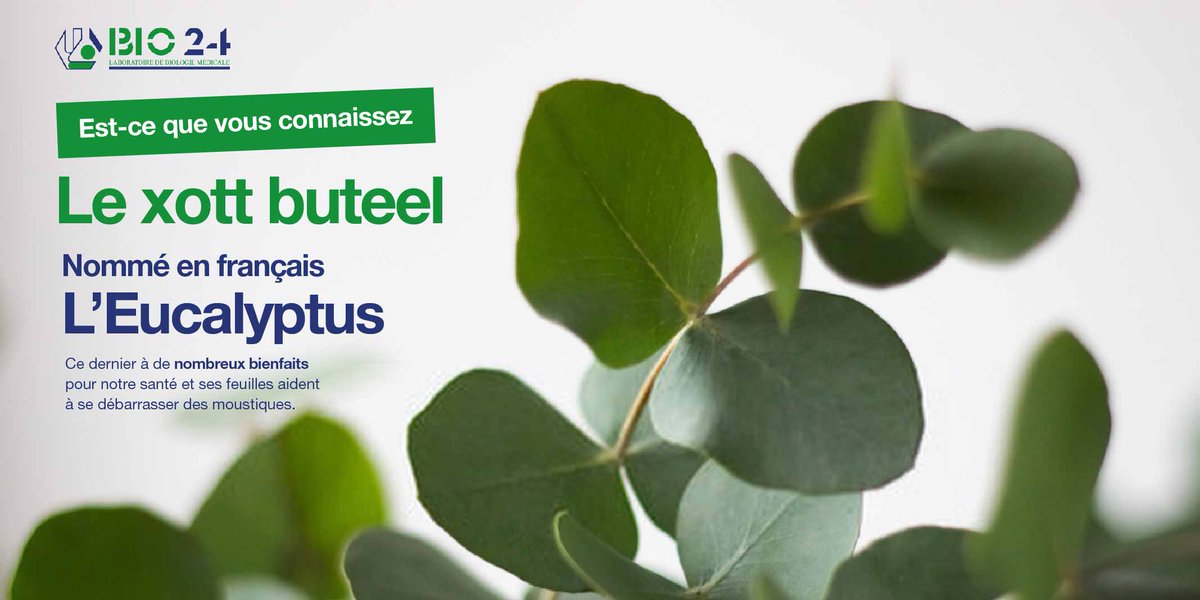 labobio24's tweet photo. Le xott buteel,nommé en français L’Eucalyptus, ce dernier à de nombreux bienfaits. Ses feuilles aident à se débarrasser des moustiques. Antiseptiques et antibactériennes, l’eucalyptus est d’une grande efficacité et soulage en cas de fièvre, rhume, asthme, grippe et maux de gorge https://t.co/Y4R6CvMPwF