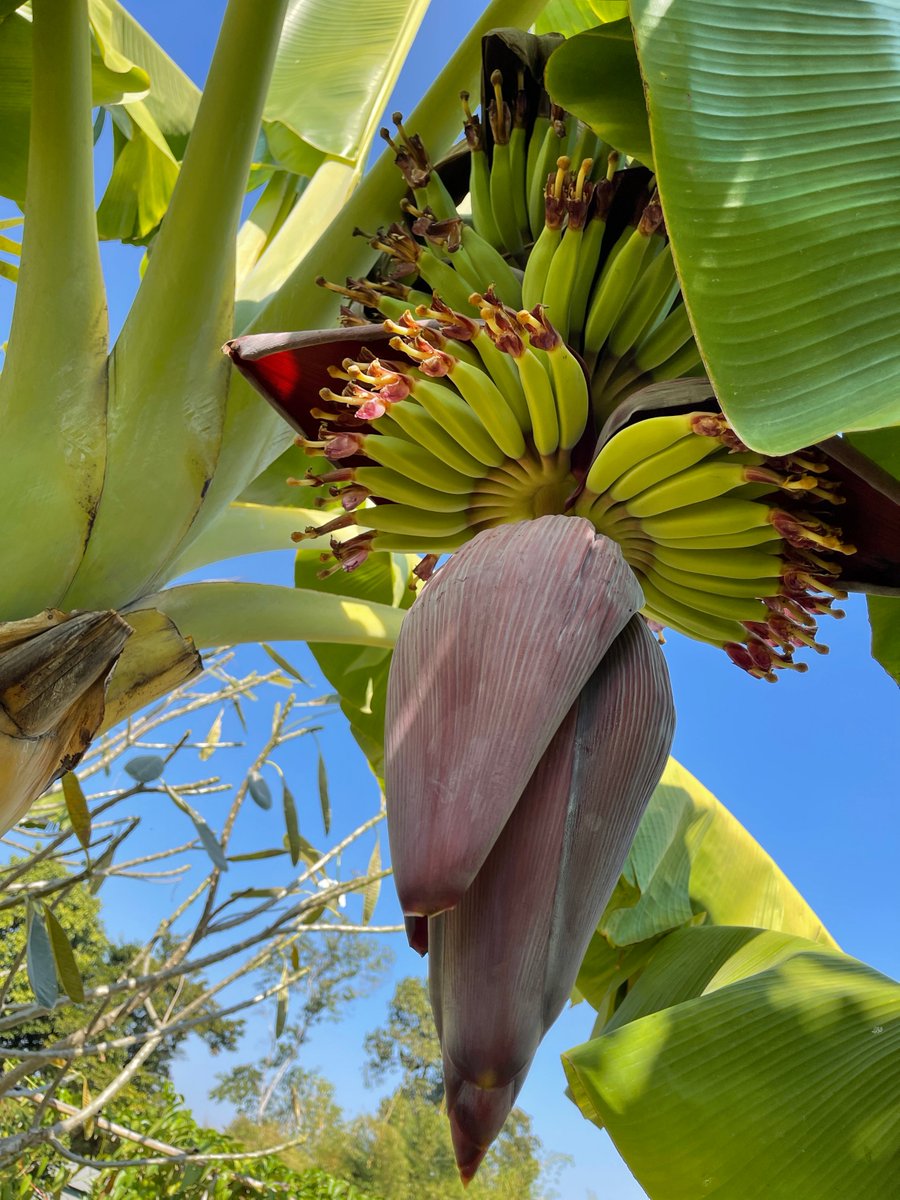 trippledutch's tweet photo. @eyeapein Growing these in my garden for you if you ape into $MNW

#supplychain #blockchain 

https://t.co/T6DdxCzhbu
https://t.co/PBScMlowtd https://t.co/cGbttdUhB4