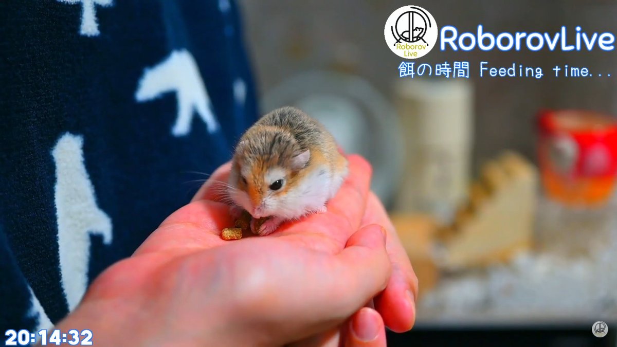 RoborovLive's tweet photo. ついにロボちゃんの手乗りができました💕
#ロボロフスキー
#ハムスター https://t.co/j2eO35nTyu