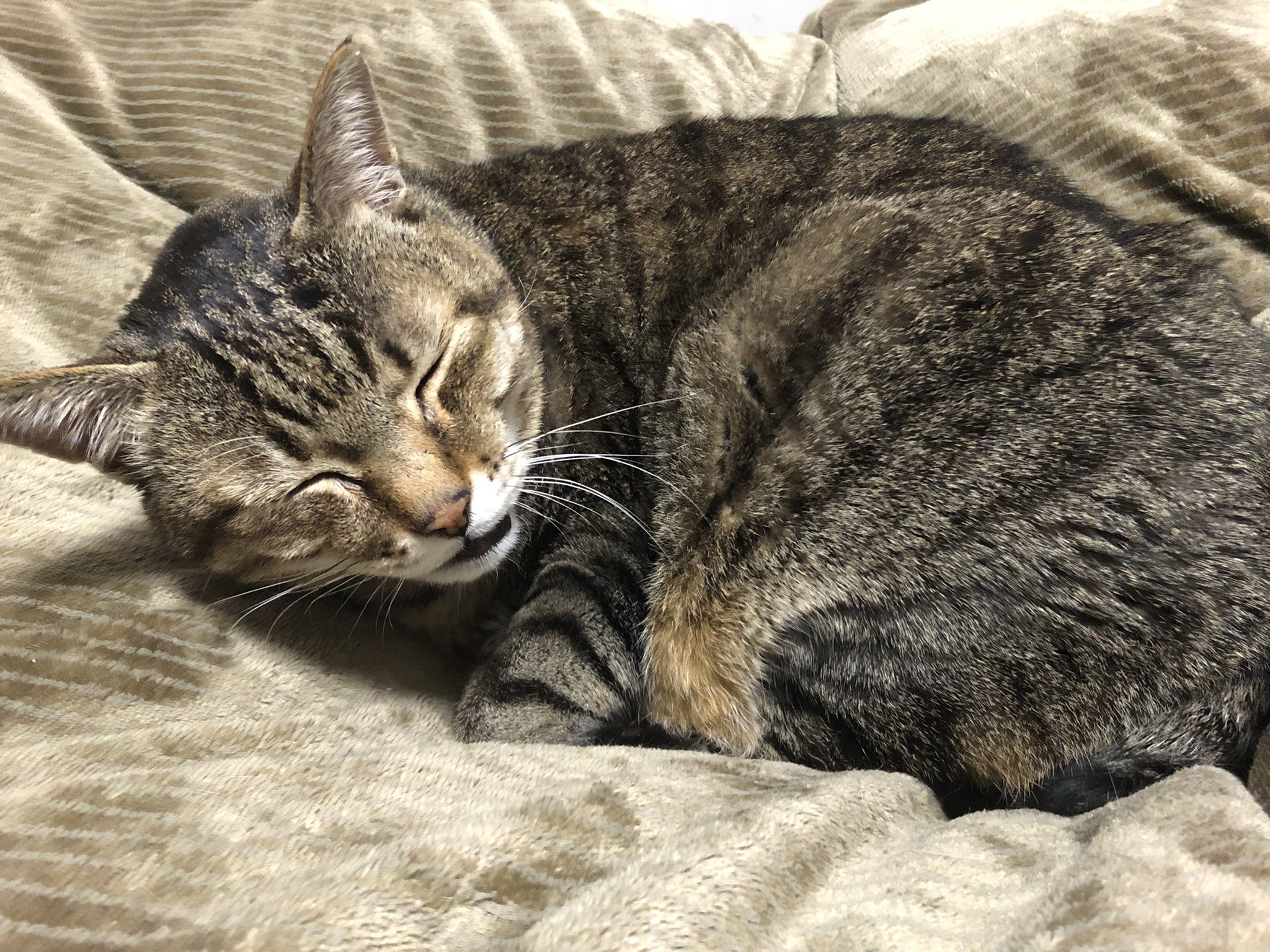 久坂んむり 寝てるようで寝てない少し寝てる猫 T Co Cjgi8ygsvy Twitter