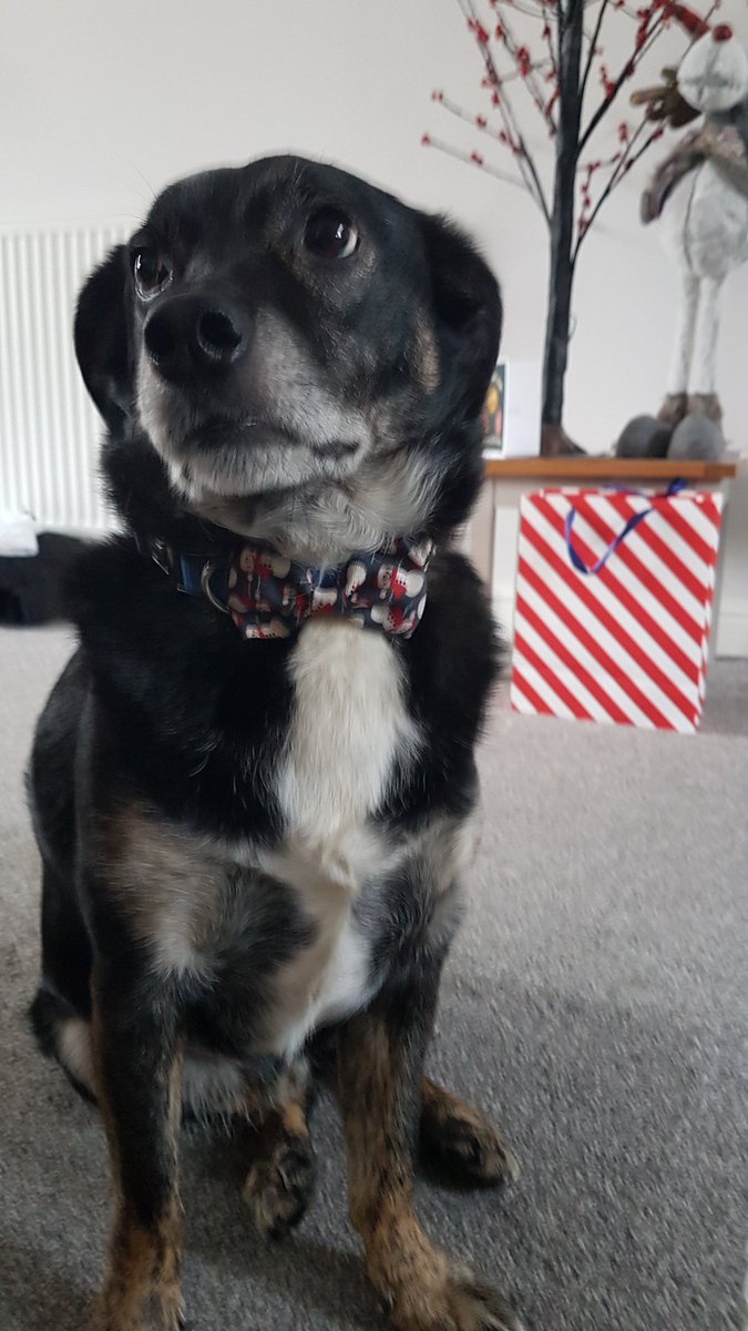 LeeksAndDeeks's tweet photo. Mr Christmas 💜🎄

#MerryChristmas 
#FestiveDog
#Christmas https://t.co/nLeXcKWbMT
