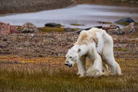 MuhammadAkramah's tweet photo. No #SovereignState will be able to overcome #GlobalWarming on its own. #States are obliged to conform to #GlobalStandards of #FinancialBehaviour, #EnvironmentalPolicy & #Justice.
#ClimateCrisis #ClimateAction #ClimateChange #GreenNewDeal #ClimateActionNow #ClimateEmergency https://t.co/juvcQuEgDN