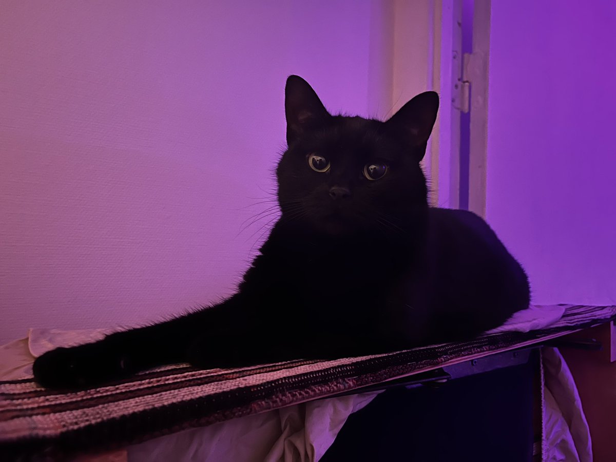 it’s my cat jojo ☺️ she so elegant and pretty shy girl! ✨ we found her as a kitten under a bridge four years ago.  since then she lives with us! 💕 https://t.co/eRVVk9rvMu
