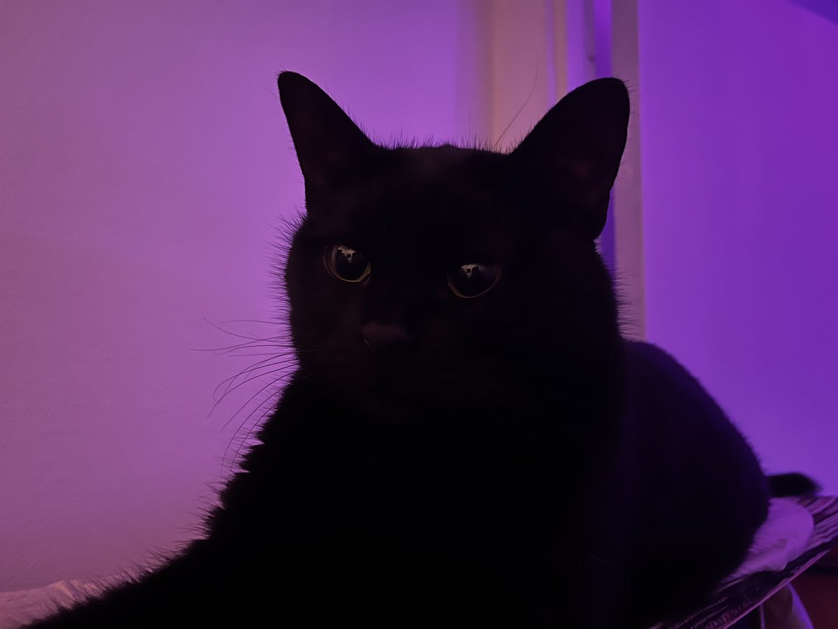 it’s my cat jojo ☺️ she so elegant and pretty shy girl! ✨ we found her as a kitten under a bridge four years ago.  since then she lives with us! 💕 https://t.co/eRVVk9rvMu