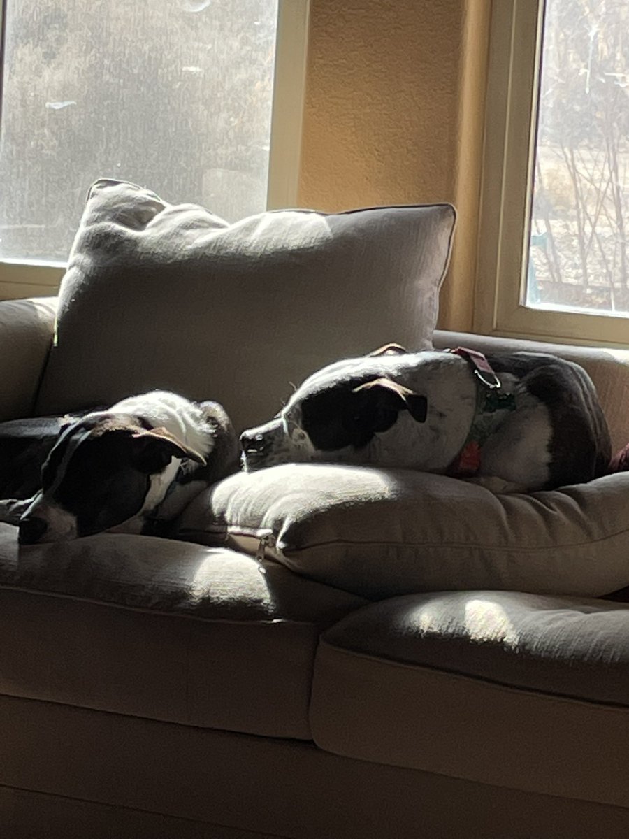 LawnmowerKal's tweet photo. @MattWalshBlog My pit bulls is so scary. https://t.co/CfxKc0Yplx