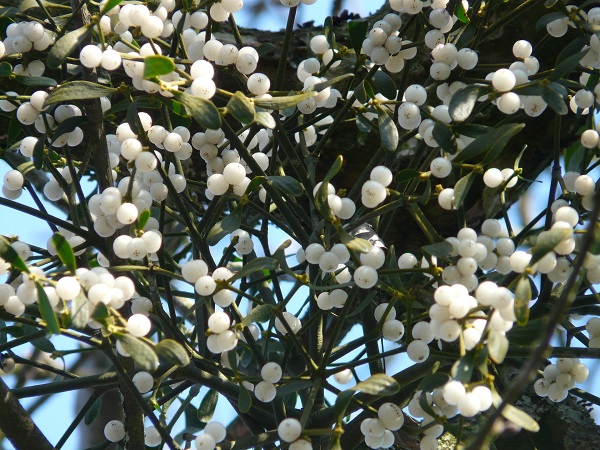 capcbristol's tweet photo. More research needed to understand the usefulness of #mistletoe as a #complementarytherapy for #cancer patients - systematic review by Alyson Huntley &amp; colleagues @capcbristol published in @EuJIM6.
News: https://t.co/5z8nsBA6Xc
Paper: https://t.co/grfuw328Dt
#IntegrativeMedicine https://t.co/j9QSbyxeyq