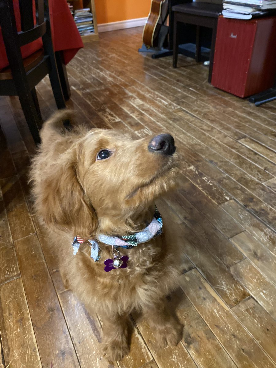 Christmas had to come a little early this year. Say hello to Bear ❤️❤️❤️