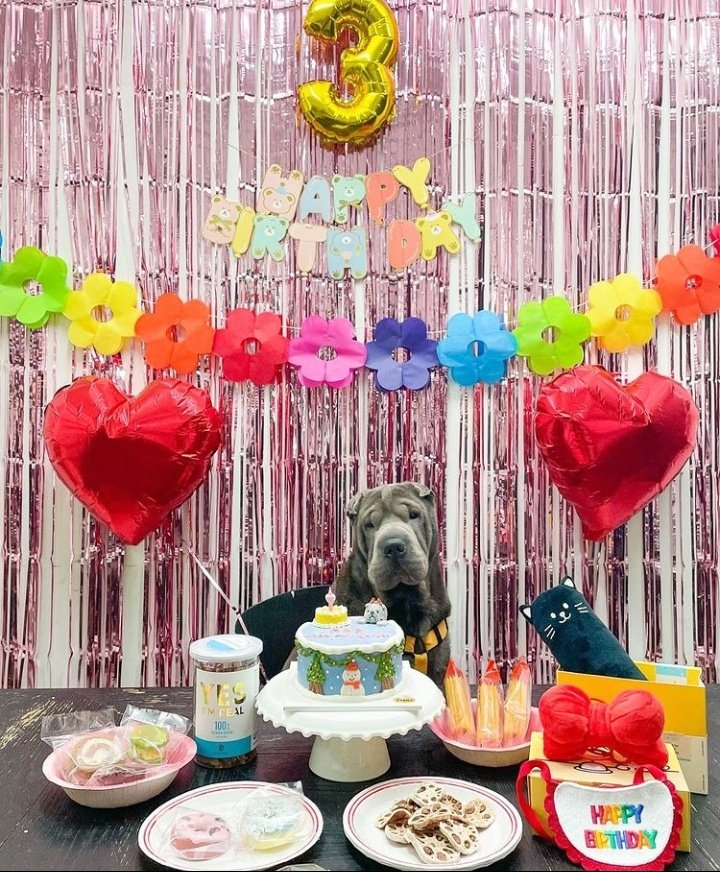 MeireRam0s's tweet photo. AH QUE FOFINHA!!! Feliz Aniversário @VavCash, que tenha muita saúde e petiscos saborosos.🎂❤️🌻

#VAVCash #hbdcash #VAV #브이에이브이 @twt_VAV 🌑🌻 https://t.co/0ChUDZmsdw