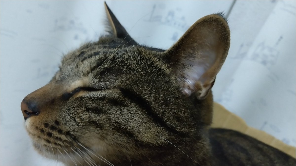 chomomo_mo's tweet photo. 耳の先の毛が好きです
#猫 https://t.co/FU7D2LiJN9