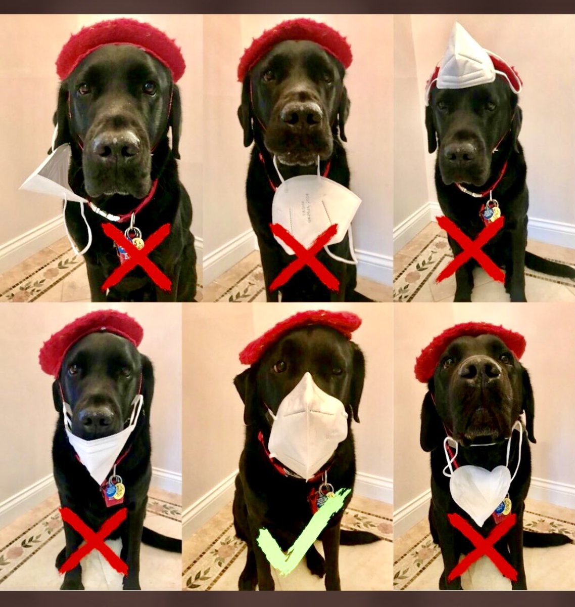 yayatomdagger3's tweet photo. Dagger DogVinci’s message of the day: “For humans wearing a face mask is not only important, it’s life saving! Please wear your face mask ABOVE your nose! Remember…Wearing is Caring…Do it for your family & friends. Do it for you!!”#wearingiscaring #wearafacemask #savelives https://t.co/lKUEiDaghx