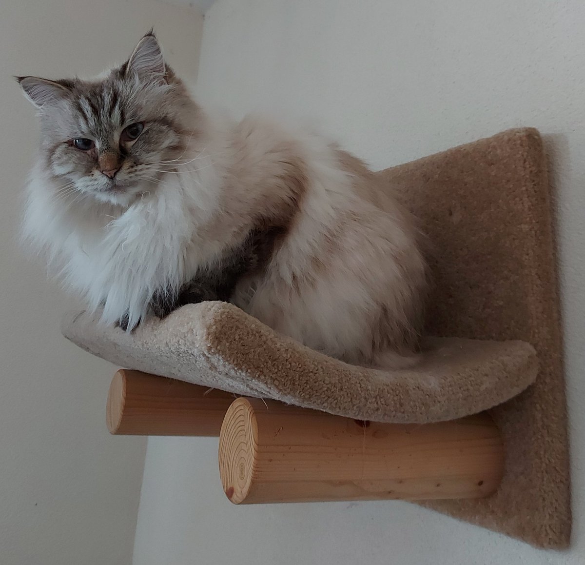 thehairycats's tweet photo. Get on with your work mum. Stop looking at me. #Casper #SupervisorCat #WantsToNapSoon https://t.co/vyzwbyj7qe