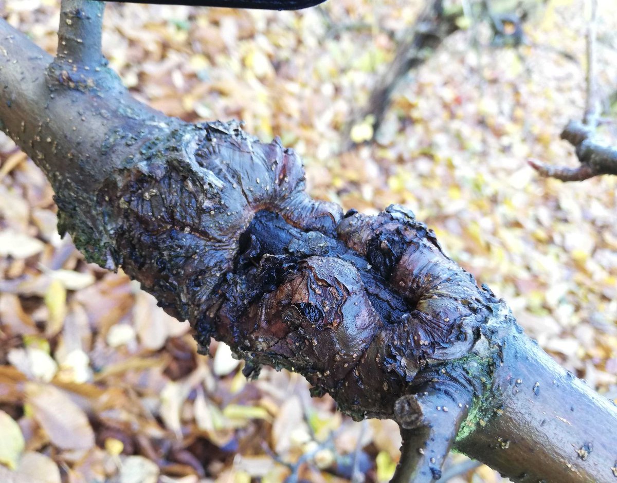 Excited to share our preprint on novel genetic regions associated with resistance to Neonectria ditissima using a multi-parental population and multiple phenotyping strategies. Excellent work led by Amanda Karlström @NIABEMR <a href="/harryinashed/">Richard Harrison</a> <a href="/agomezcortecero/">Antonio Gomez</a>