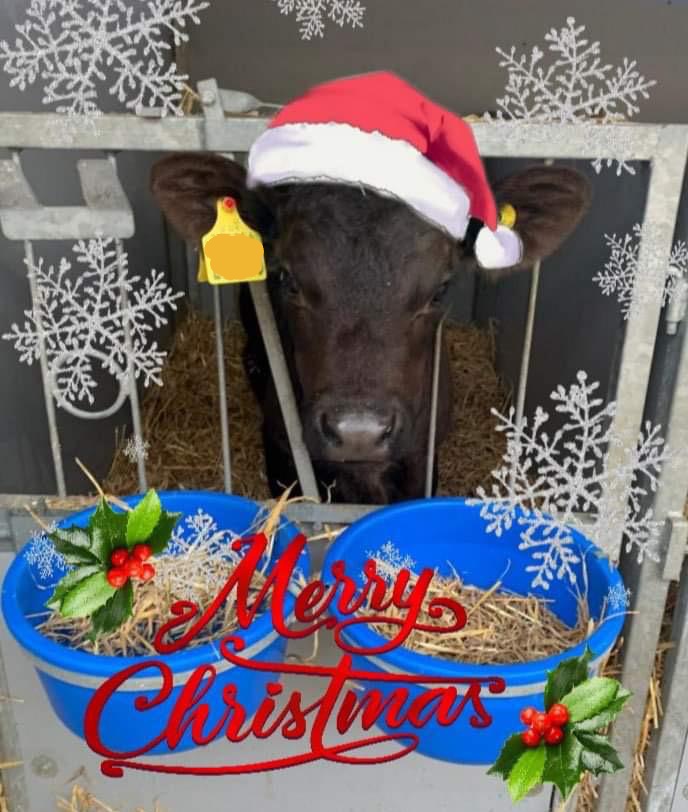 From all of us at BeefConnect, @BladeFarming and <a href="/GenusABS/">Genus ABS</a> we wish you a happy and healthy Christmas. 👇 one of our NuEra potential pipeline sires feeling festive 🎄🎅 #merrychristmas #NuEra