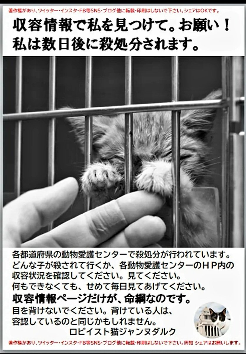 pat_nekoshippo3's tweet photo. #虐待あかん #動物虐待反対 
#動物虐待を許さない 
#殺処分反対 #殺処分ゼロ

目を背けている人は容認しているのと同じかもしれません
どうかしっぽ達の悲しみの声を聴いてください😿 https://t.co/8OyR8ranPu