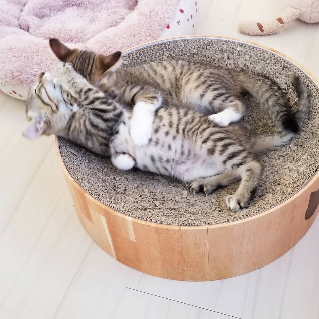 猫カフェnya Go にゃーご 公式 Since Twitter