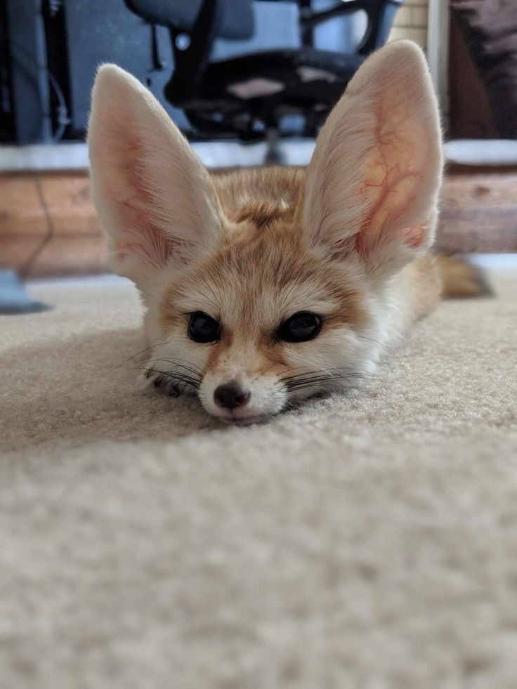 FennecFoxToken's tweet photo. https://t.co/DRUW3erAzd