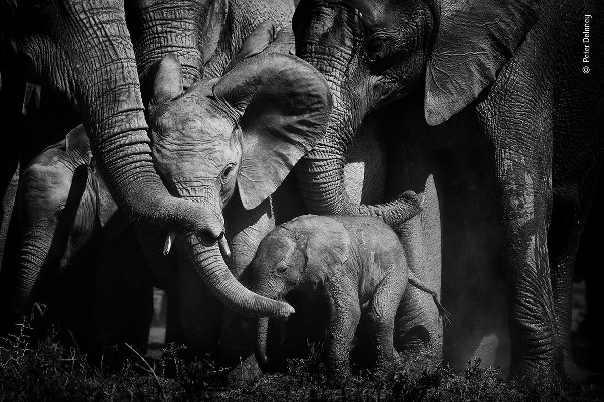 Do you love this picture taken by <a href="/peterdelaney_/">Delaney Fine Art</a> of a nervous newborn elephant being reassured by its herd? 

Then make sure you vote in the #WPYPeoplesChoice Award at bit.ly/WPY57-PeoplesC….