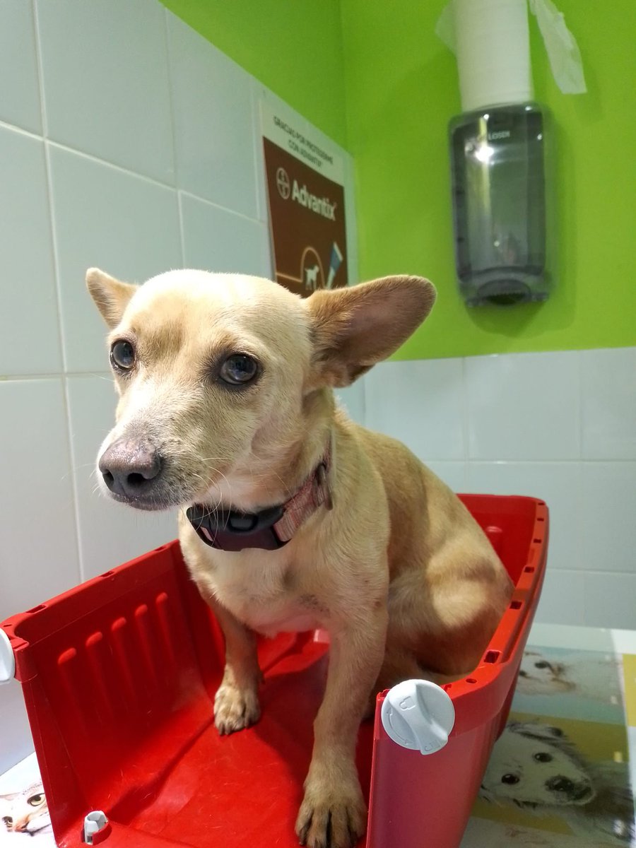 AytoCandelaria's tweet photo. 🐶 Este perro fue encontrado este miércoles, 22 de diciembre en las inmediaciones del Centro de Salud de Barranco Hondo
¿Conoces a su propietario?
📧 Escribe un mensaje privado, envía un correo a sanidad@candelaria.es o llama al 672267953. 
Gracias https://t.co/TVS78OjZUr