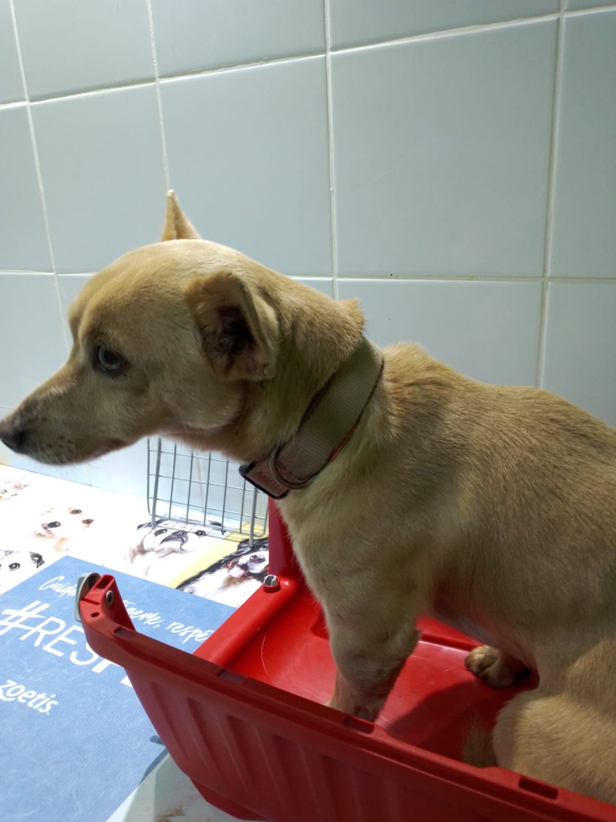 AytoCandelaria's tweet photo. 🐶 Este perro fue encontrado este miércoles, 22 de diciembre en las inmediaciones del Centro de Salud de Barranco Hondo
¿Conoces a su propietario?
📧 Escribe un mensaje privado, envía un correo a sanidad@candelaria.es o llama al 672267953. 
Gracias https://t.co/TVS78OjZUr