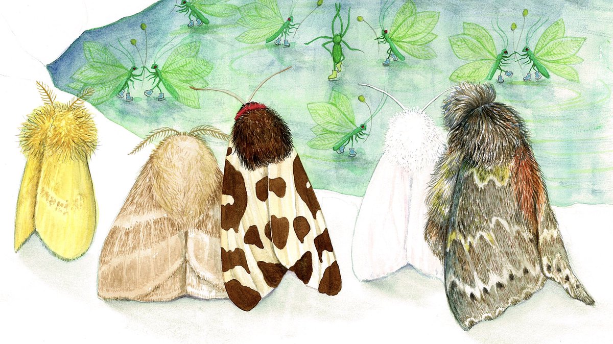 約20年前に描いた絵で、昆虫の形やサイズ他、かなりデタラメです。一部修正または描き直しましたが、全ページ描き直すと大幅に絵の構成が変わってしまうので殆どをそのまま残しました。どうかご容赦を…。冒頭やカット等は新規に描きました。
↓描き直した部分の原画です。(左:新/右:旧) 
