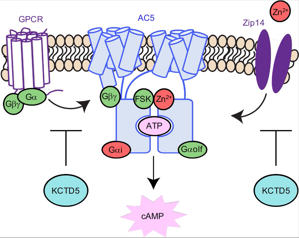 Kirill Martemyanov Lab tweet media