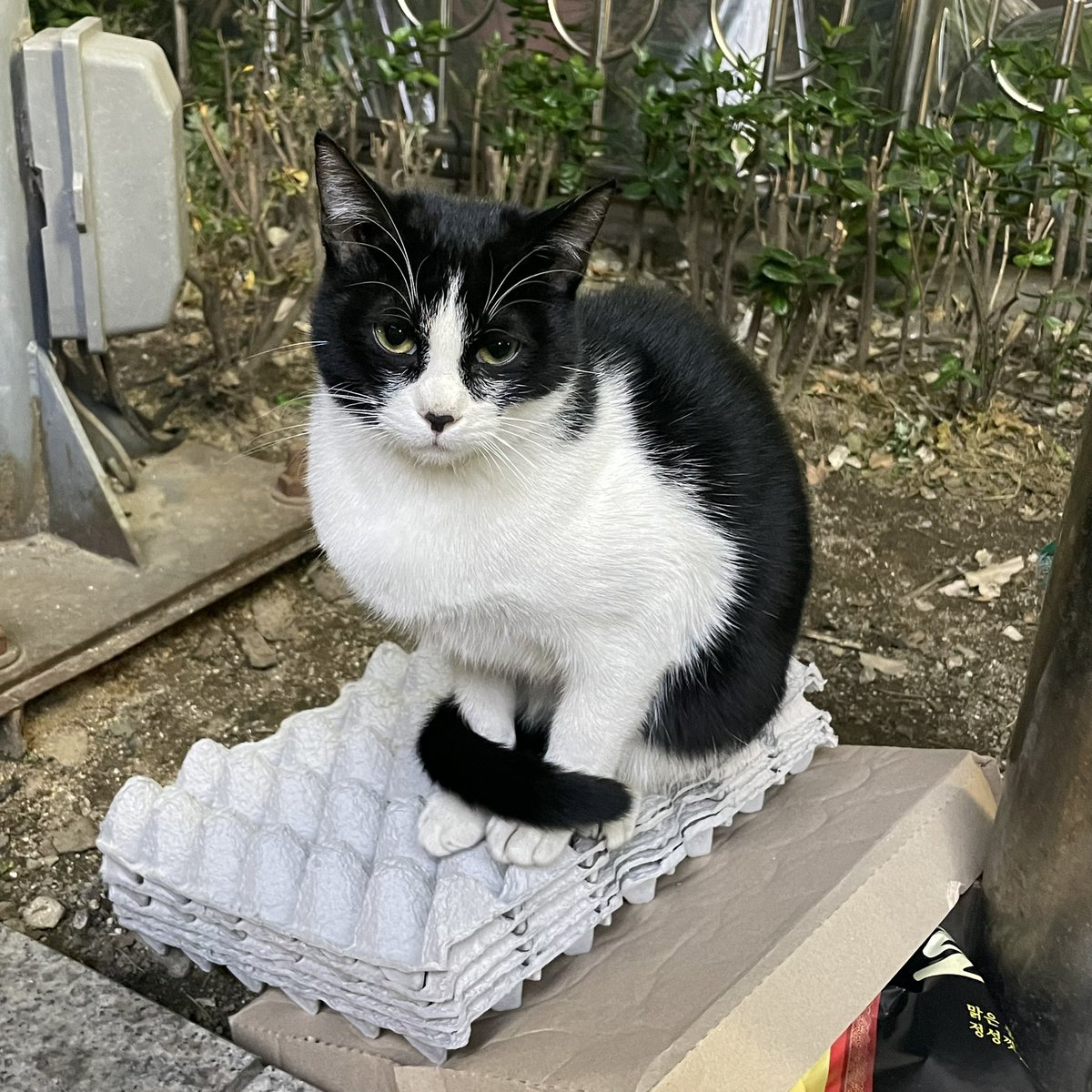 나 오늘 이리노랑 존나 똑같이 생긴 고양이 봄
수인의 존재를 이렇게 믿게 될 줄은 몰랐음