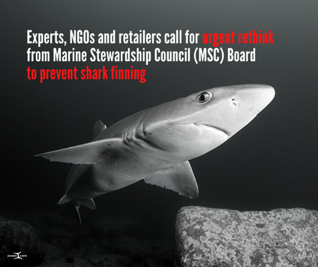 OceanCare's tweet photo. We are calling on @MSC to implement a "Fins Naturally Attached" policy for all certified fisheries without exception, which is recognized globally as the most effective measure to prevent finning. @sharkproject #stoppfinning #savesharks https://t.co/mIsuutK53W https://t.co/LVliqckX8z