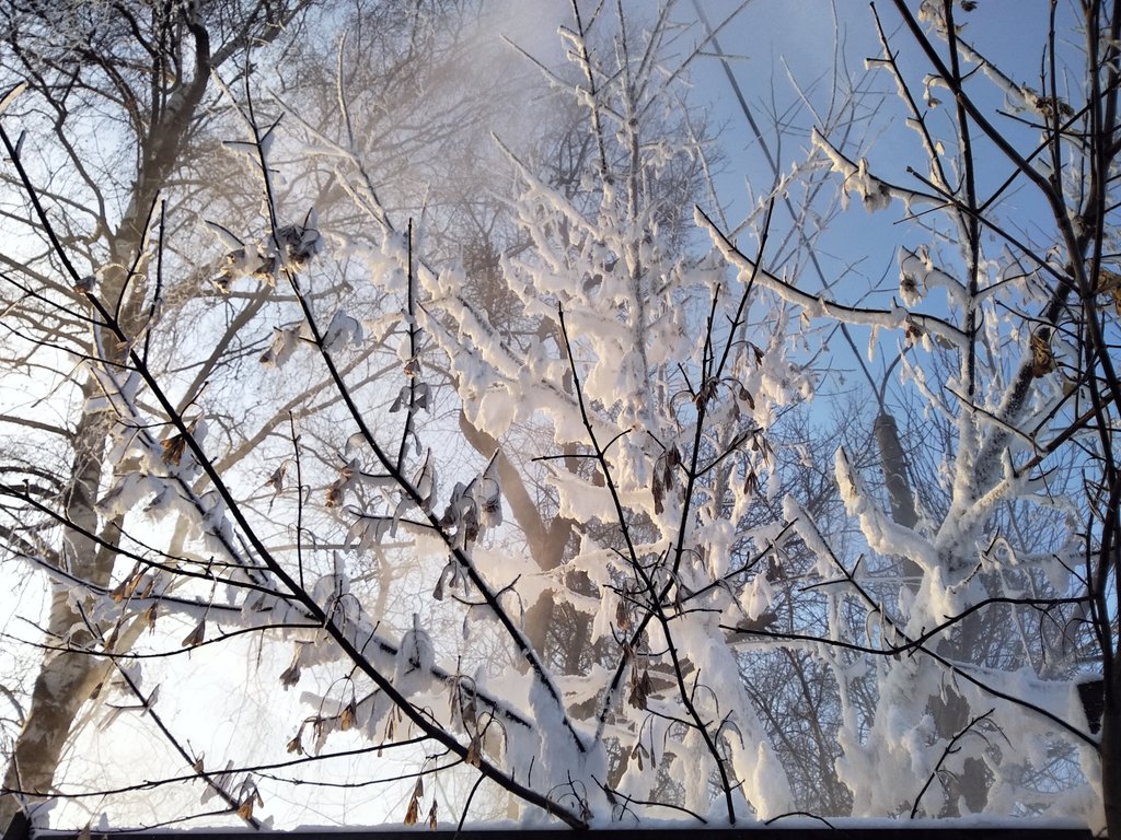 NickFed5's tweet image. #зимняясказка #зимняясказка❄️ #зимой #зимаснежная #зима2021 #зима2022 #зима #зимойхолодной #зимаиснег #снежно #снег #снег2021 #снег2022 #снежнаязима #снегиветви #winter #nature #naturephotography #мобильнаяфотография #зимушказима #белымснегом #белымбело #мороженое