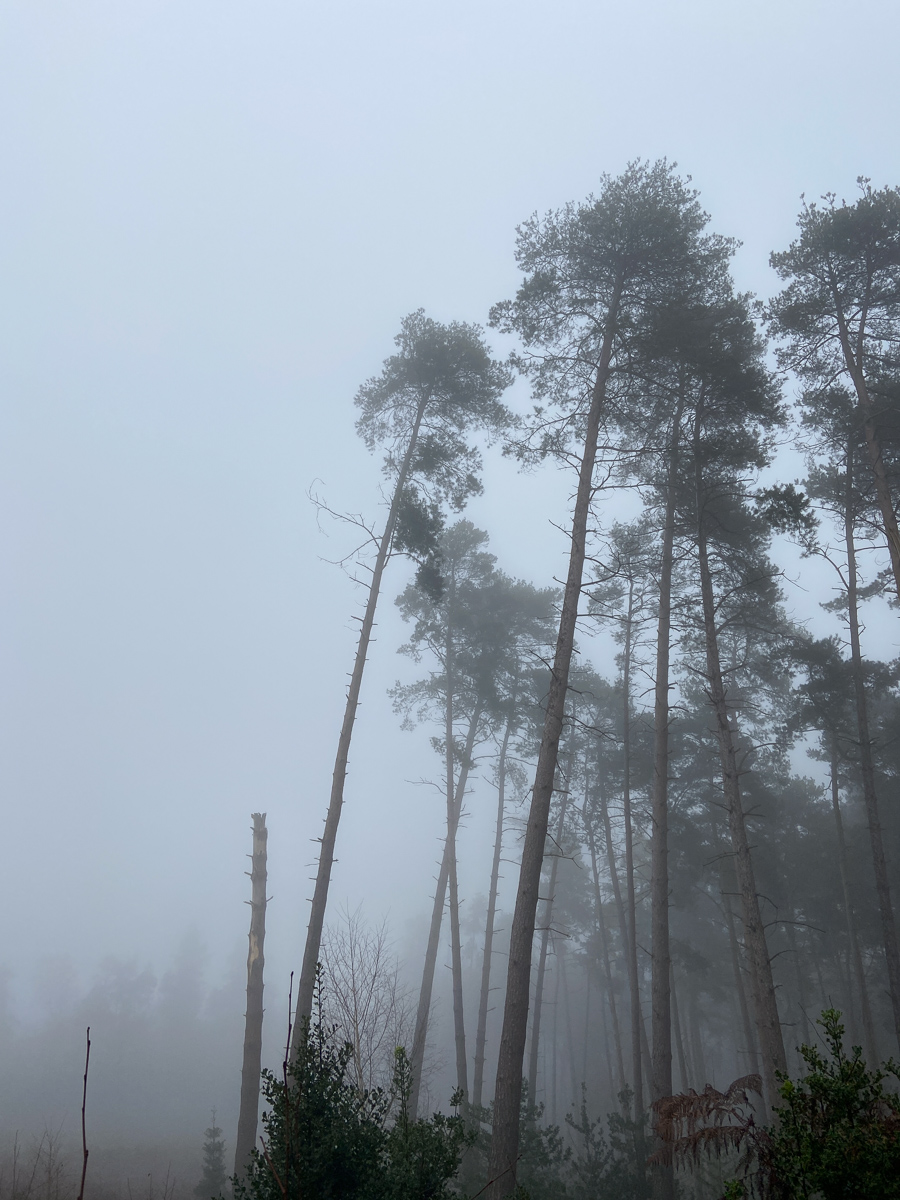 DeanFrostUK's tweet photo. Fog – one of few subjects where you don't have to stress about precise sharpness in your images. #Winter #fog #landscapes #woodlands #photography #aspleywoods https://t.co/jgbhjbw8gw