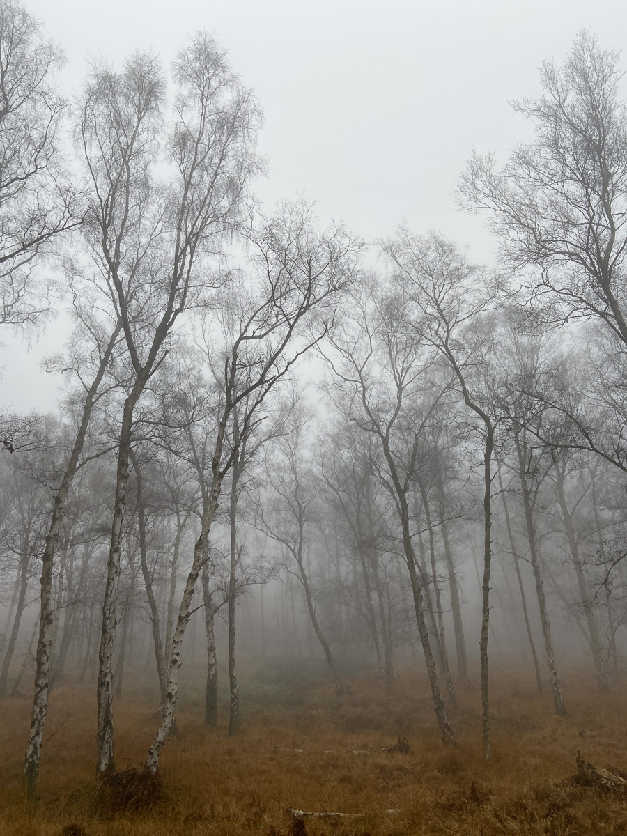 DeanFrostUK's tweet photo. Fog – one of few subjects where you don't have to stress about precise sharpness in your images. #Winter #fog #landscapes #woodlands #photography #aspleywoods https://t.co/jgbhjbw8gw