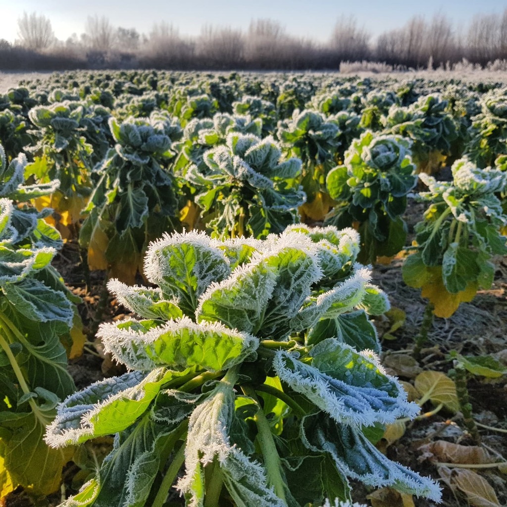 tuinsalland's tweet photo. Winter op de Tuin! De spruitjes hebben het koud ❄
.
.
#tuinsalland #groentetas #groenteabonnement #groentekraam #vers #lekker #lokaal #vertrouwd #voordelig #flexibel #biologisch #Zwolle #kooplokaal https://t.co/AcQG3Ow0TD https://t.co/l5KiOuVzjV