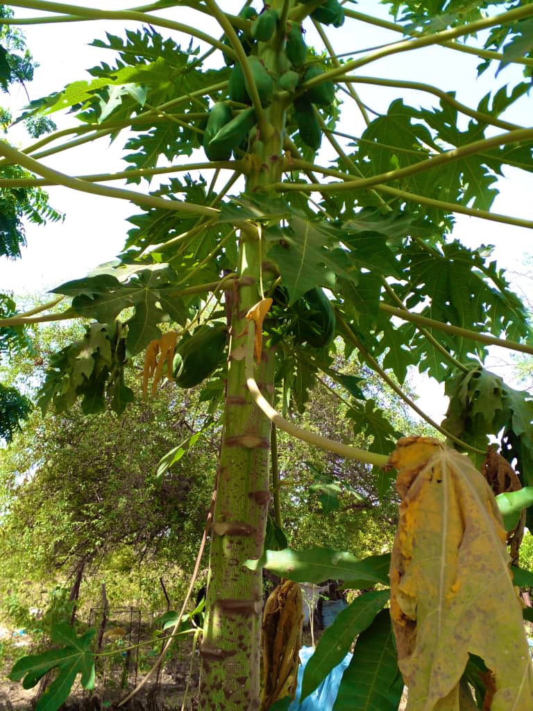 💫Nebeday 🌱♻️ tweet media