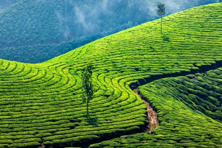 #Bonus
#Munnar -Picture post card place in God's own country,home of the highest peak of Southern Indian - #Anaimudi & a very rare flower name - #NilKuranji from which Nilgiri name comes out.A beautiful place with carpet of Tea Gardens,falls,lakes, view point etc

2nd last TOP4📷
