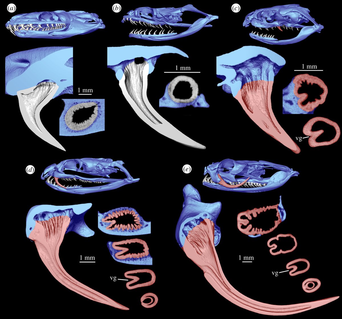 Royal Society Publishing (@rsocpublishing) on Twitter photo Our No. 10 most talked about paper this year - Plicidentine and the repeated origins of snake venom fangs: ow.ly/SRy850Hcpm6 <a href="/AaronLeBlanc6/">Aaron LeBlanc</a> @dropanagio <a href="/SilkeCleuren/">Silke Cleuren</a> <a href="/DrTeethAl/">Alistair Evans</a> <a href="/michael_s_y_lee/">Michael S. Y. Lee (biologist)</a> #ProcB #OpenAccess #evolution Our No. 10 most talked about paper this year - Plicidentine and the repeated origins of snake venom fangs: ow.ly/SRy850Hcpm6 <a href="/AaronLeBlanc6/">Aaron LeBlanc</a> @dropanagio <a href="/SilkeCleuren/">Silke Cleuren</a> <a href="/DrTeethAl/">Alistair Evans</a> <a href="/michael_s_y_lee/">Michael S. Y. Lee (biologist)</a> #ProcB #OpenAccess #evolution