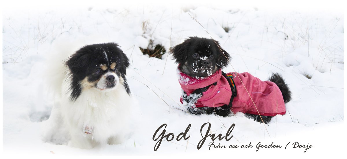 chervellefryer's tweet photo. It's been such a weird year with work/health but I thought I'd at least wish a Merry Christmas/Happy Holidays and a Happy New Year from me and my dogs!

I'm finally going in for a mental health assessment in Jan and I'm hoping for more free time, lets hope 2023 is better ✨ https://t.co/3cbteNdI8Q