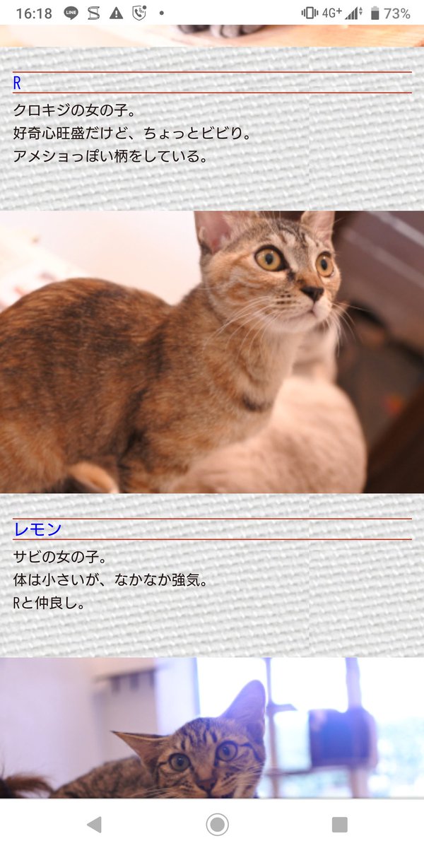 Reol_kamelot's tweet photo. 今度からタグ付けします。
愛猫 オルフェ(メス)

愛護センター(ガーナ)→保護猫カフェ(レモン)→今(オルフェ)
【名前の由来】じゃじゃ馬→オルフェーヴル(競走馬)→オルフェ

#オルフェ姐さん https://t.co/s3FWUnJrzg