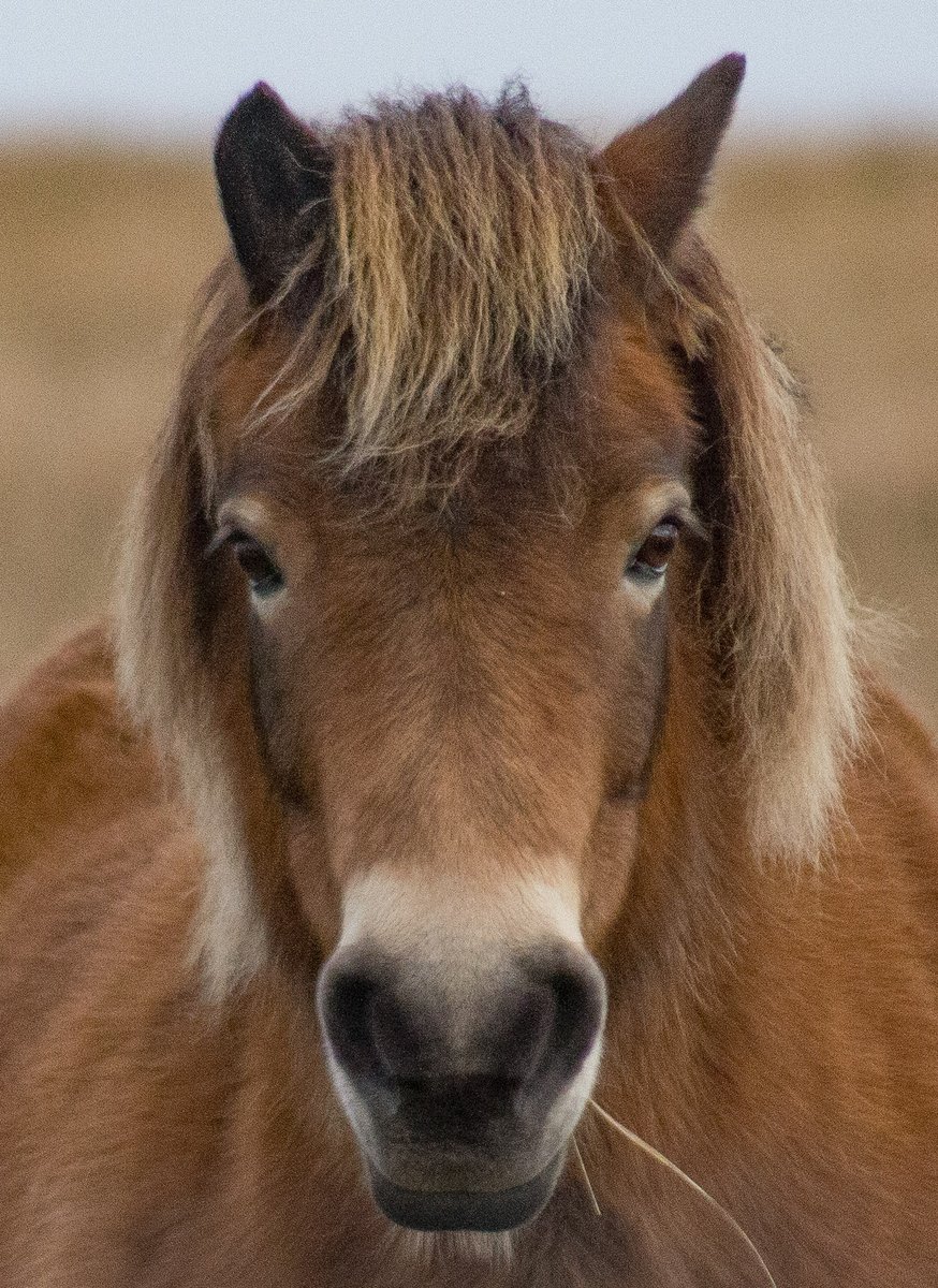 Exmoor pony near Simonsbath #horse #NaturePhotography  #Exmoor