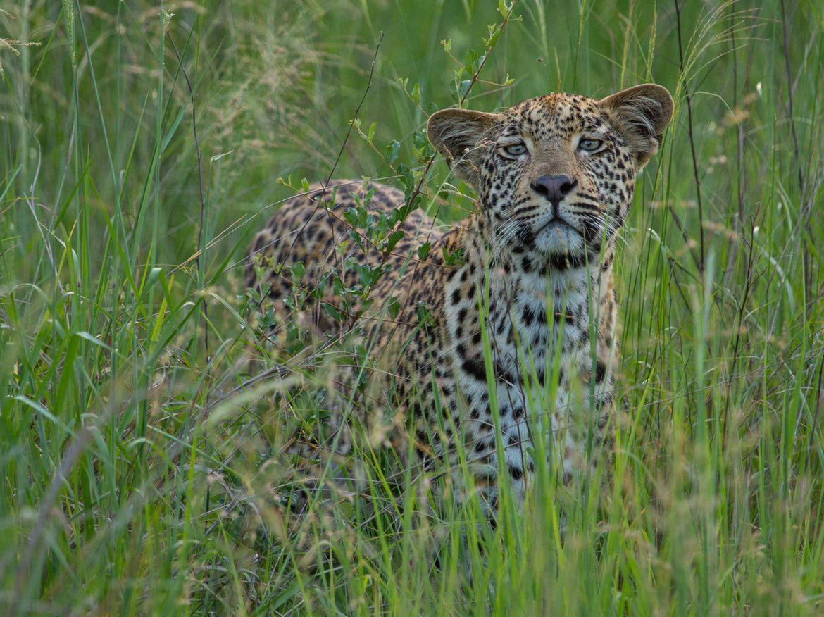 Skye Doogie tweet media